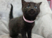 Female kittens