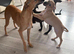 Italian greyhound x whippet