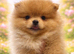 Kc reg Pomeranian puppies