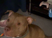 This is Rocco