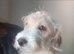 Urgent!! LAST PUP Fully vaccinated Cockapoo x Jack Russell