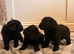 F1b cockapoos