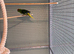 Male kakariki for sale or looking for female