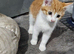Kittens for sale