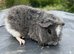 Teddy Guinea pig Babies - Ready Now