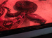 Adult female anery boa 100% het snow