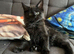 Beautiful silver  Maine coon kitten girl