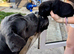 Cane corso puppies