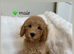 F2b Cockapoo Puppies READY NOW !! Merle Carriers