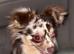 Longhaired male chihuahua