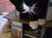 6month old kitten needing a new home