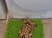 13 year old male marginated Tortoise called Alan for sale.