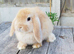 Minilop bunnies