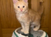 TICA Registered Maine Coon Kittens. Delivery it's available!