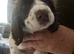 Seeking forever home