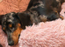 Female miniature dachshund