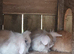 Angora x lion head bunnies