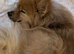 Urgent rehoming male Pomeranian