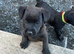 Pure Perfect Patterdales