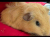 5 baby boars 1 sow