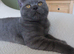 Beautiful Female TICA Non active / active
