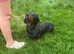 Sziszi looking for ever home