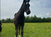 Welsh D Gelding