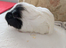 Female sheltie Guinea pig