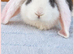 Beautiful French Lop Babies