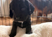 1 male cocker spaniel puppy left
