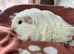 Sheltie and coronet boy guinea pigs