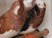 Mixed pigeons for sale healthy
