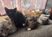 Half Persian 7 Kitten Mixed Littter (Offers Accepted)