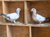 2 Tiger Grizzle racing racer pigeons bred 2026