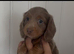 Miniature dachshunds