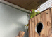 Baby green Ringnecks