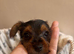 5 Yorkshire terrier puppies for sale*one boy left*
