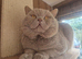 Lilac British shorthair for stud services