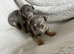 Jack Russell Puppies