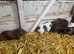 6 lovely guinea pigs