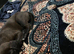 9 weeks old cane corso f1 female puppy to rehome