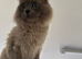 Kitten for sale dad ragdoll and mim british short hair