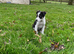 Border Collie Pups