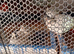 Bobwhite snowflake quail for sale