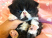 GCCF Active Grand Champion Lines Persian Kittens