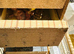 Baby Budgies