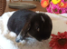 Beautiful mini lops