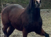 Stella 5 year old section d mare