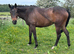 FULL AND PART LIVERY NEAR OTLEY