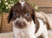 Cocker spaniel pups